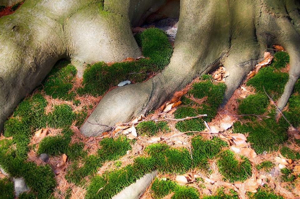 Albero natura foresta pianta