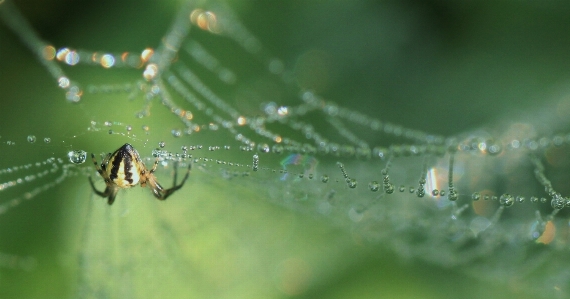 Foto Acqua natura rugiada fotografia