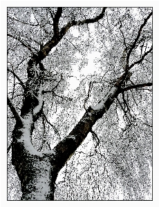 木 自然 ブランチ 雪 写真