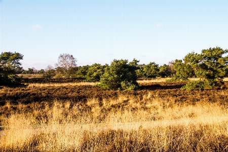 Landscape tree nature grass Photo