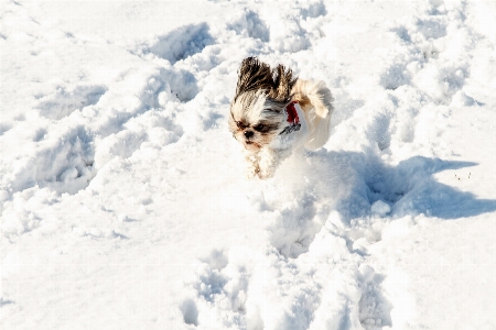 雪 寒い 冬 白 写真