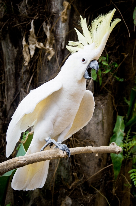 Forest bird wing white