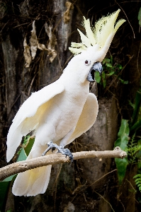 Foto Foresta uccello ala bianco