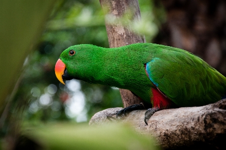 Foto Alam hutan burung belalai