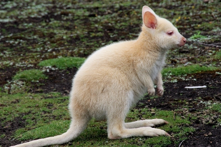 White animal cute jump Photo