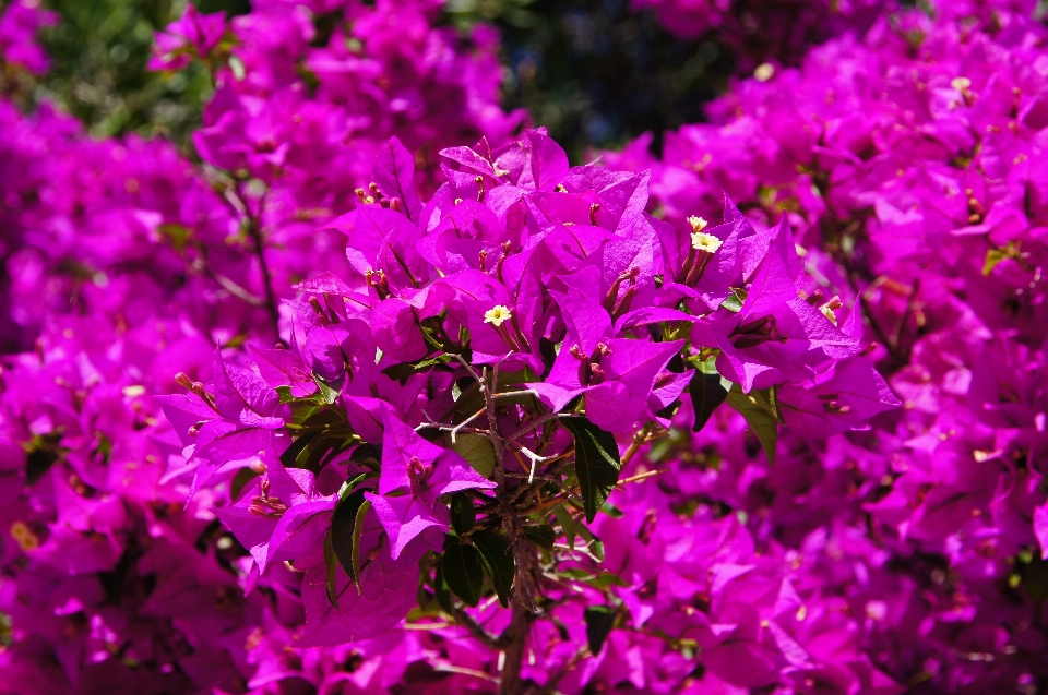 Blossom plant flower purple