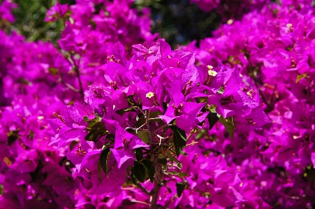 Blossom plant flower purple Photo