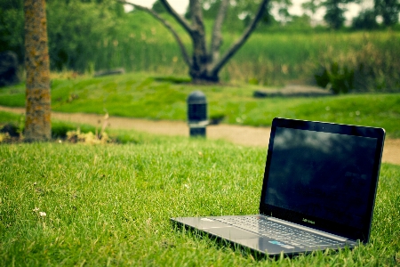 Laptop notebook screen tree Photo