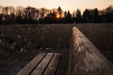 Tree nature forest grass Photo