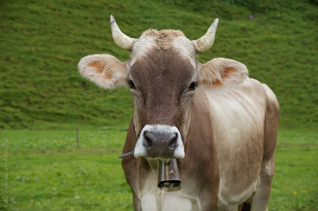 Foto Erba campo azienda agricola prato
