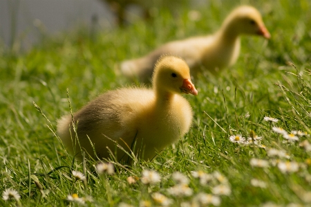 Foto Natura erba uccello animale