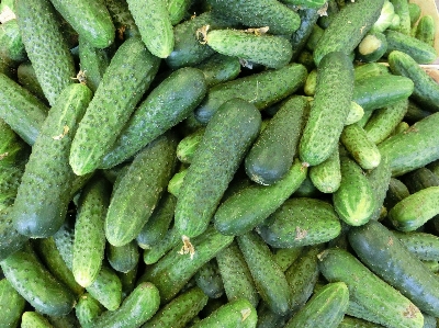 植物 食べ物 生産 野菜 写真