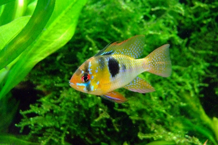 Foto água natureza embaixo da agua verde