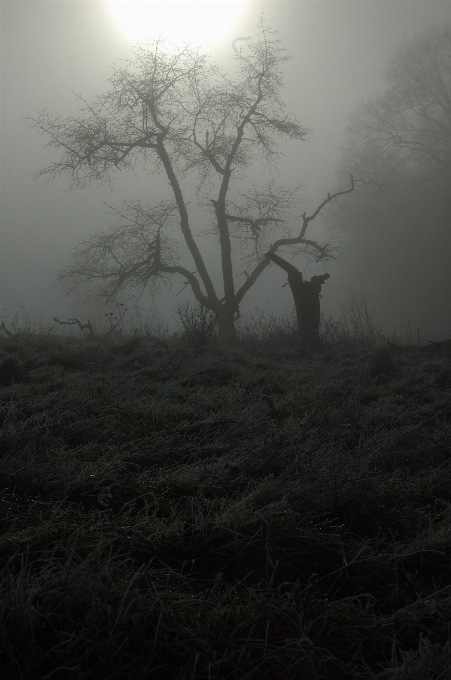 Landscape tree nature forest