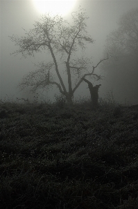 Landscape tree nature forest Photo