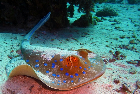 Sea water nature diving Photo