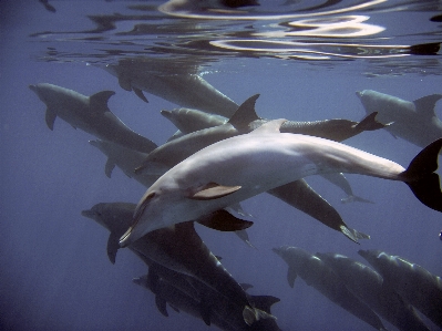 Sea water nature diving Photo