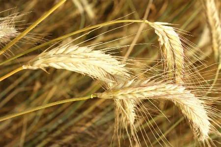 Landscape grass plant hay Photo