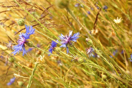 Landscape nature grass plant Photo