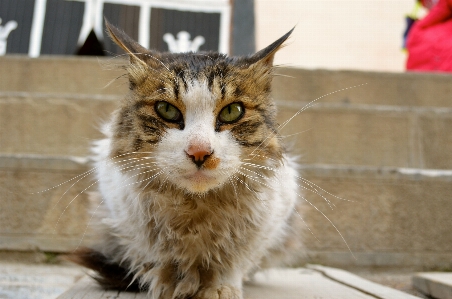 Photo Animal de compagnie chaton chat séance