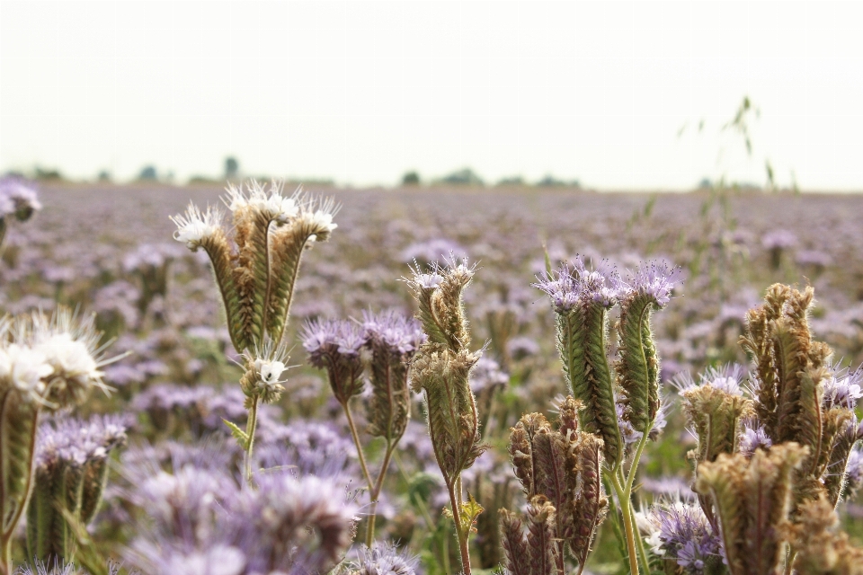 Gras anlage feld wiese
