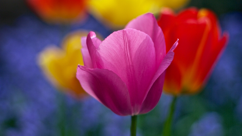 Natur blüte verwischen wachstum