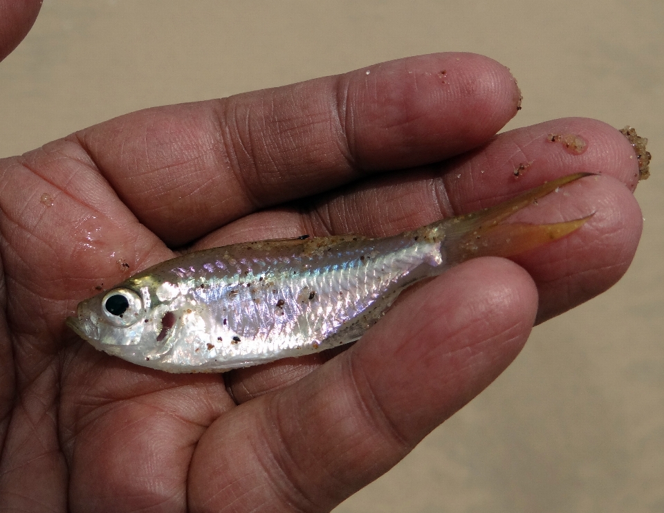 Main fruit de mer poisson sardine
