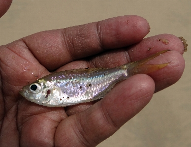 Foto Tangan makanan laut ikan sarden
