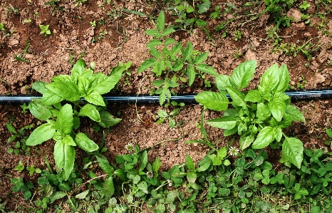 Plant leaf flower summer Photo