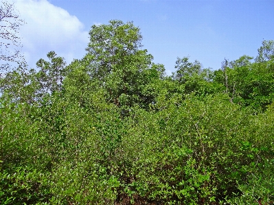 Tree forest swamp plant Photo