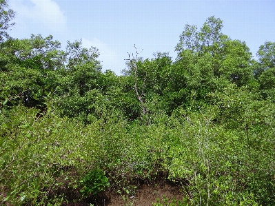 Tree forest swamp plant Photo