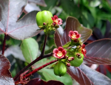 自然 花 植物 フルーツ 写真