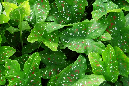 Dew plant leaf flower Photo