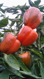 Foto Plantar fazenda fruta flor