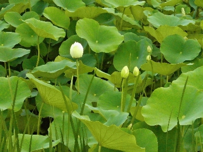 Foto Pohon tanaman daun bunga