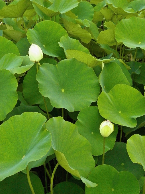 植物 叶子 花 池塘