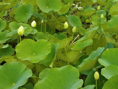 Anlage blatt blume teich Foto