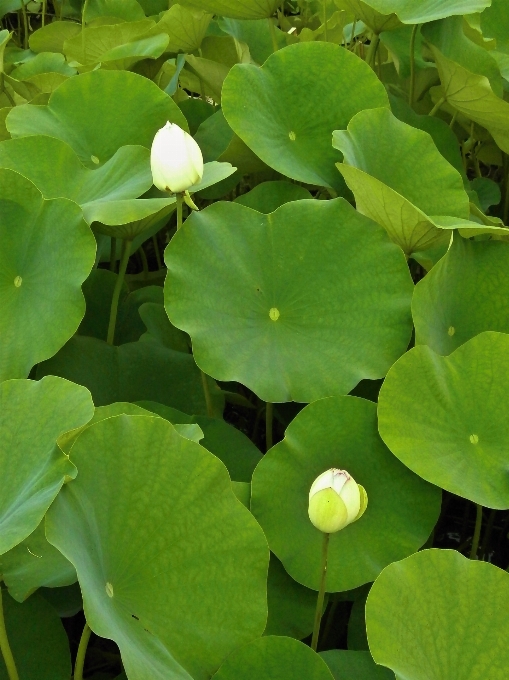 Pianta foglia fiore petalo