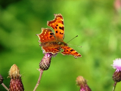 Photo Nature aile usine la photographie