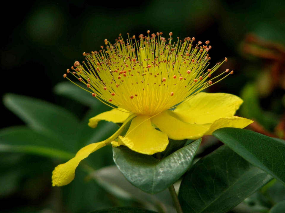 自然 花 植物 写真撮影