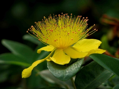 自然 花 植物 写真撮影 写真