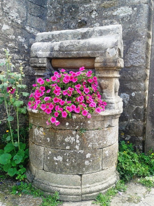 Fiore cimitero giardino grave