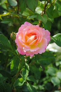 Blossom plant flower petal Photo