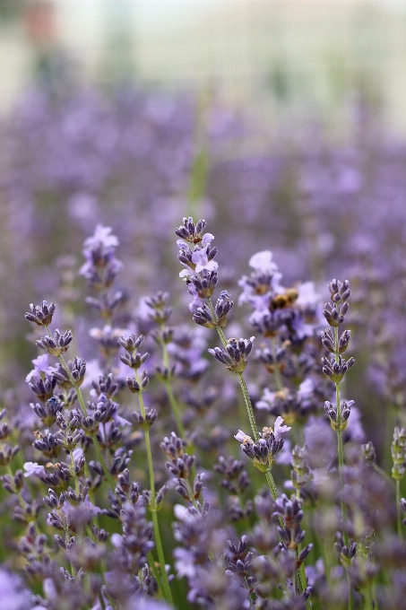 Natureza florescer plantar campo