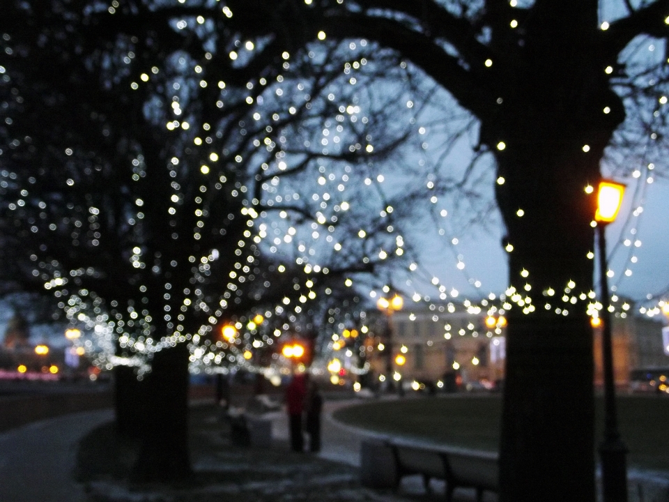 Arbre bifurquer hiver lumière