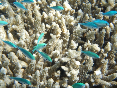 Foto água natureza oceano animal