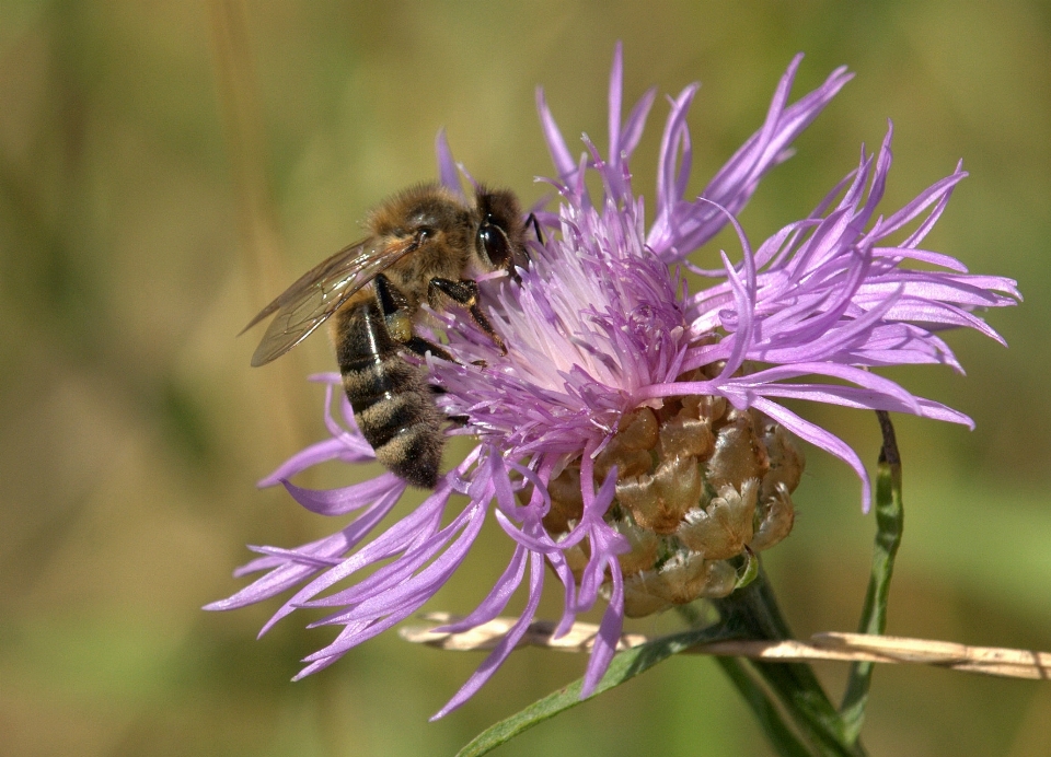 Natura erba fiore ala