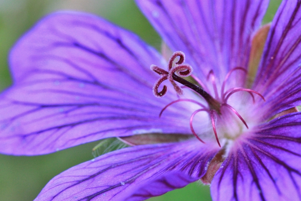 Natur blüte anlage fotografie