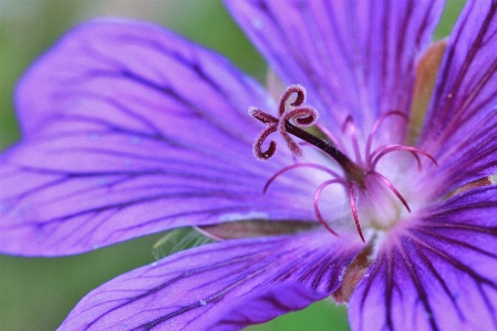 Nature blossom plant photography Photo