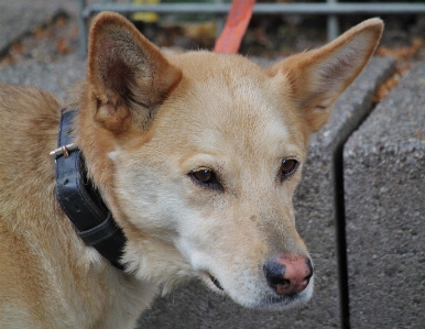 Foto Anjing satwa pria peliharaan